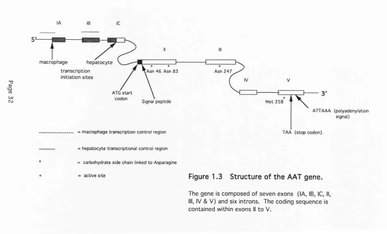 Figure 1.3 Structure of the AAT gene.