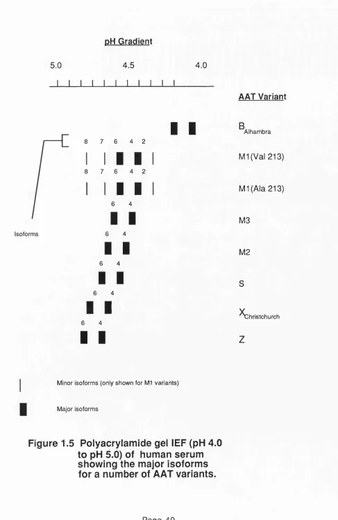 Figure 1.5 Polyacrylamide gel lEF (pH 4.0 