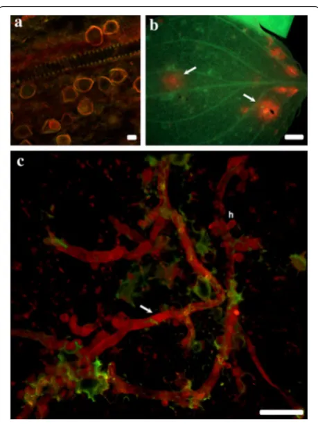 Fig. 5 Plasmopara obducens oospores and mycelia colonizing Impatiens walleriana tissues as visualized using probe labeled with Alexa595 fluorophore