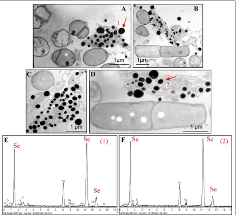 Figure 5 TEM micrographs and EDAX spectra of B. mycoides SeITE01 cultures grown in presence of 2 mM SeO32− registered atdifferent incubation times