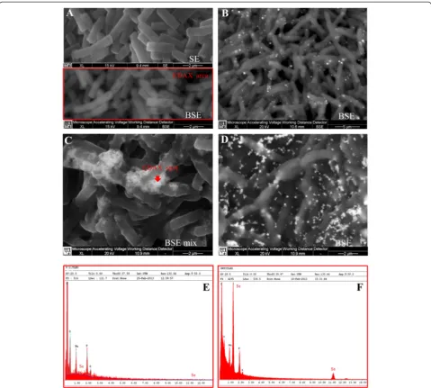 Figure 6 SEM micrographs and EDAX spectra of B. mycoides SeITE01 cultures grown in absence (A), or in presence of 2.0 mM SeO32−,at increasing incubation times: 6 (B), 24 (C), and 48 (D) hours, in panel (E) and (F) are shown EDAX spectra corresponding to co