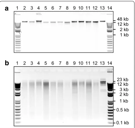 Fig. 1 Genomic DNA (gDNA) extracted and restriction endonuclease-digested from forage legumes and grasses, and horticultural species