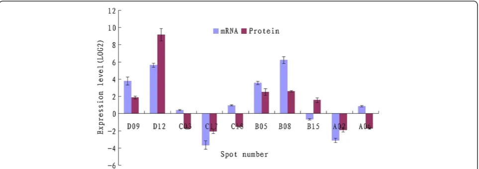 Figure 5 Comparison of the mRNA and protein expression levels for ten genes.protein; D12, Class-1 LMW heat shock protein; C03, Ribulose-1,5-bisphosphate carboxylase subunit; C17, NAD dependent dehydratase; C18,Degp1; B05, ER-binding protein; B08, Transketo