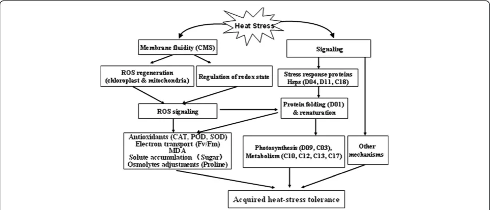 Figure 6 Possible heat-stress-tolerance system inleakage, ROS production, and oxidative damage