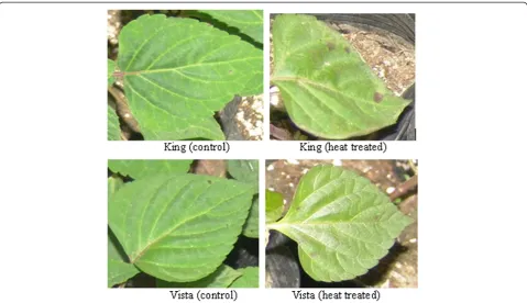 Figure 1 Heat stress causes marginal burns on leaves of S. splendens King. Acclimated 8-week-old, healthy plants were exposed to a 40°C(13-h light period)/28°C (11-h dark period) cycle in an Intelligent Climate Incubator for 3 d