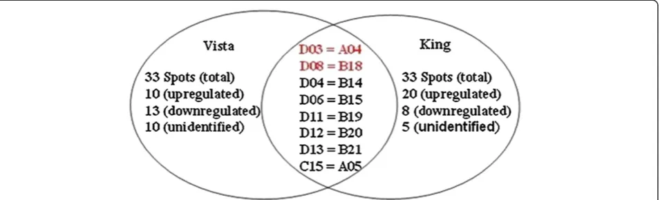 Figure 4 Venn diagram of the differentially regulated Vista and King proteins. The numbers of differentially expressed proteins found inthe cultivar proteomes are given