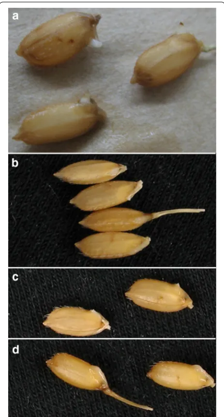 Fig. 3 Seed morphology of dehiscence at 24 h. a Pre‑harvest germination of overripe seeds with undue plumule elongation; b, c: normal dehiscence with narrowly recognizable plumule and embryo; d: abnormal dehiscence with rotten embryos, swelling and translucent