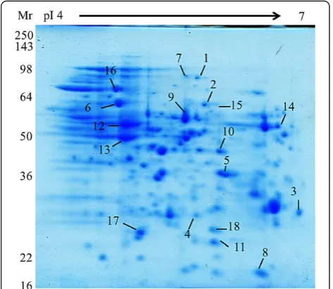 Figure 2 E. coli DH5α growth after treatment with PySSPy,PyRSPy and 3A. E. coli DH5α in LB broth were treated with 0(square), or 300 μM PySSPy (triangle), PyRSPy (circle), and 3A(diamond) at 37°C for 15 hours