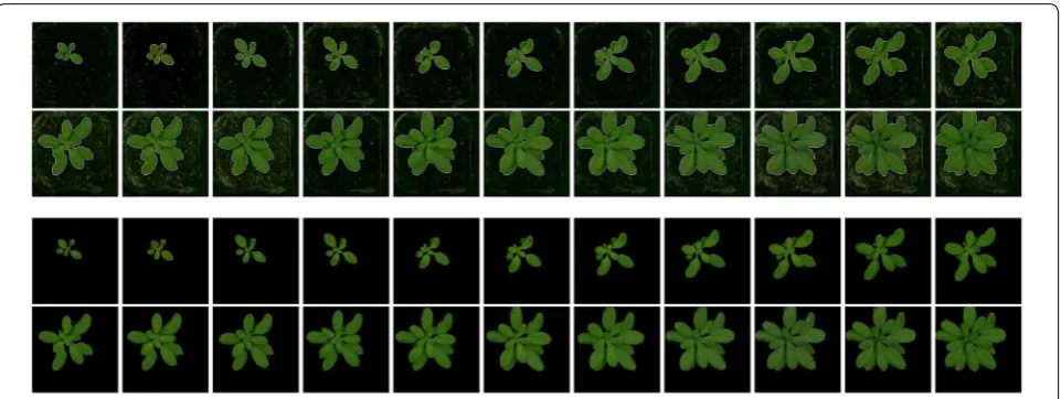 Fig. 8 Plant segmentation. The result of segmentation step is shown in this figure; top: plant contours, bottom: plant segments