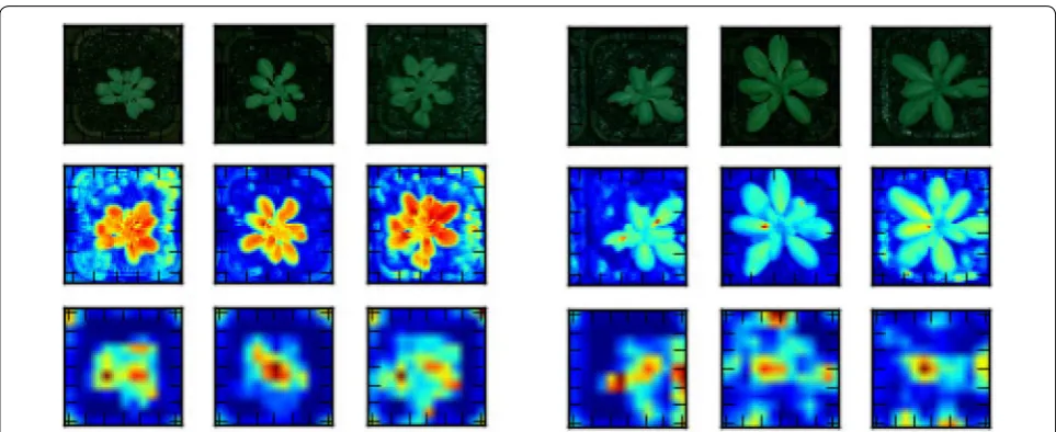 Fig. 2 Feature maps. The average feature maps of the first (row 2) and last (row 3) convolutional layers for three Col-0 (left) and also three Ler-1 (right); localized class activation maps are visible