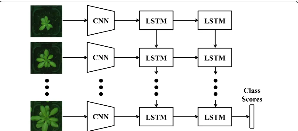 Fig. 5 The CNN-LSTM structure. The CNNs extract deep features of the plant images and then, the growth pattern of the plant is modeled using LSTMs