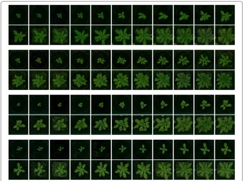 Fig. 6 Samples of sequence data from various accessions. Examples of sequence data including 22 successive top-view images of 4 different categories of Arabidopsis thaliana