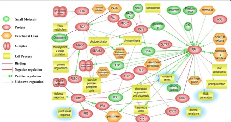 Figure 9 Biological network of differentially abundant protein homologues constructed using the Pathway Studio software (version 7.1).Proposed interactions are indicated by dashed lines (———) and evidence-based interactions are indicated with solid lines (