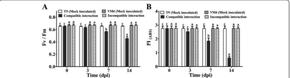 Figure 2 Effect of MYMIV inoculation on H2O2 and total phenolic content of Vigna mungo leaves