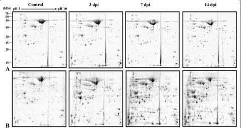 Figure 4 Effect of MYMIV inoculation on antioxidant enzyme activity (SOD, POD and APX) of V
