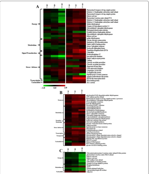 Figure 6 Heat map profile of differentially abundant proteins on compatible and incompatible interaction between MYMIV and V.mungo leaf proteome