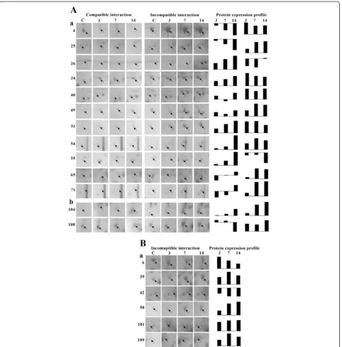 Figure 7 Differentially abundant proteins on 2 DE gels during compatible and incompatible interaction between MYMIV andleaf proteome