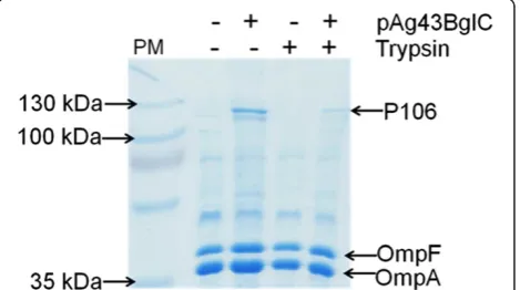 Figure 2 SDS-PAGE showing the protease accessibility of BglCattached to the surface of the outer membrane of E