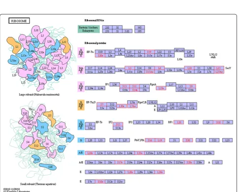 Figure 5 GO term distribution of the enriched proteins that were differentially expressed between Jidou17 and Zao5241