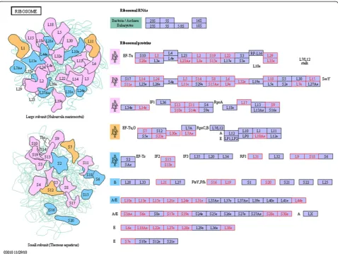 Figure 7 Differentially expressed proteins between Jidou17 and Zao5241 enriched in the ribosomal assembly pathway