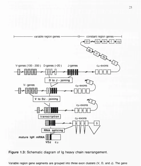Figure 1.3: Schematic diagram of Ig heavy chain rearrangement.