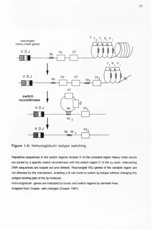 Figure 1.4: Immunoglobulin isotype switching.