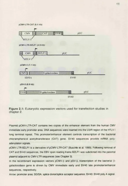 Figure 2.1: Eukaryotic expression vectors used for transfection studies in 