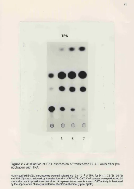 Figure 2.7 a: Kinetics of CAT expression of transfected B-CLL cells after pre­