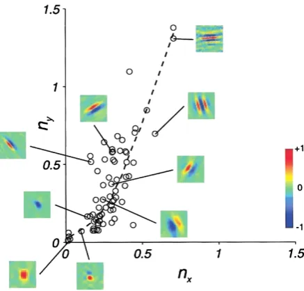 Fig. 1 Distribution of receptiveproﬁles in terms of their shapes.Figure extracted from [3]