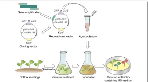 Fig. 1 Procedure for Agrobacterium‑mediated transient transformation of G. hirsutum 