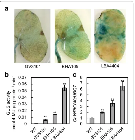 Fig. 2 Expression patterns of GhGPX1 promoter‑GUS constructs and quantification of wound‑inducible GhWRKY40 expression levels in G