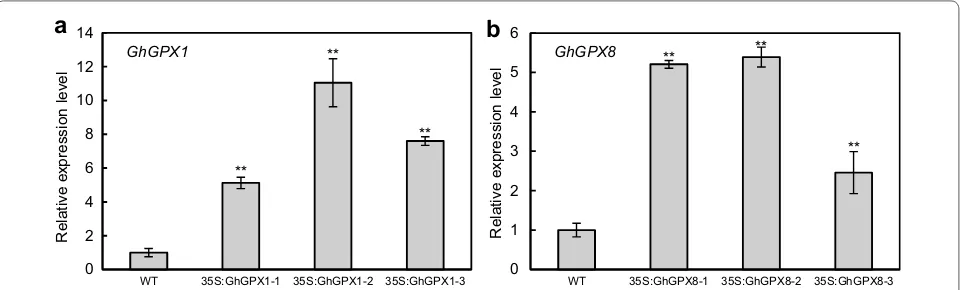 Fig. 4 Quantification of transgene expression levels in un‑inoculated controls and EHA105‑inoculated G