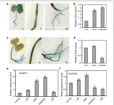 Fig. 5 Expression patterns of GhGPX1 and GhGPX8 promoter‑GUS constructs in G. hirsutum plants