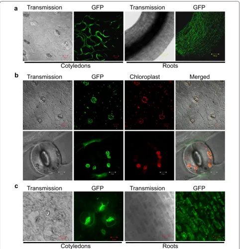 Fig. 6 Subcellular localization of GFP‑tagged GhGPX1 and GhGPX8 in expression of the by confocal microscopy