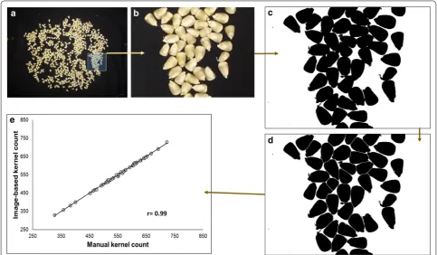 Fig. 6 a Regression model for predicting kernels weight from kernel length and b validation of the kernels weight model (CCC = concordance correlation coefficient; RMSE = root‑mean‑square error and r = ρ = Pearson’s correlation coefficientfactor)