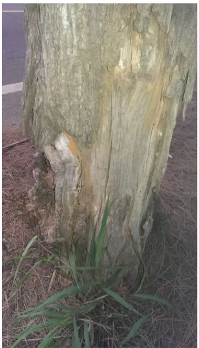 Fig. 1 Decay damage of iron-wood (Casuarina equisetifolia) streettree