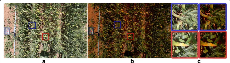 Fig. 4 Sample image before and after colour correction. a Sample wheat plot image before colour correction