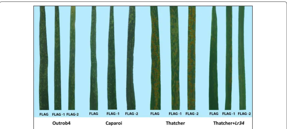 Fig. 3 Leaf rust response on the flag leaf for parental genotypes (Outrob4 and Caparoi) and standards (Thatcher and Thatcher + Lr34)