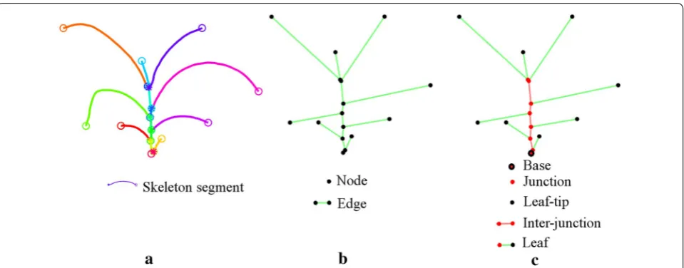 Fig. 6 Plant architecture determination: a plant skeleton with each leaf marked with different colors; b graphical representation of the plant with nodes and edges; and c plant body-part labeling