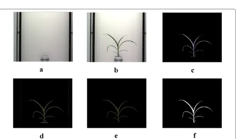 Fig. 2 Illustration of view selection: a binary image of a maize plant enclosed by convex-hull at side view 0 ◦ ; and b binary image of the same maize plant enclosed by convex-hull at side view 90◦