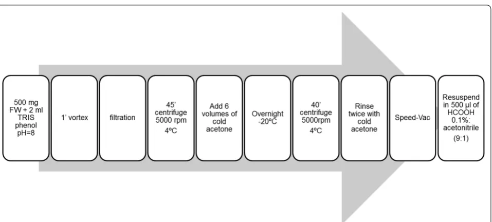 Fig. 2 Graphical workflow for the analytical procedure. Steps to follow for an easy extraction of plant peptides and posterior injection in HPLC‑MS/MS