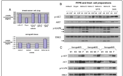 Figure 1 Protein yield and signal quality using modified extraction methods.cancer cell FFPE plugs (upper panel) and FFPE xenografts (lower panel) using different extraction methods is shown