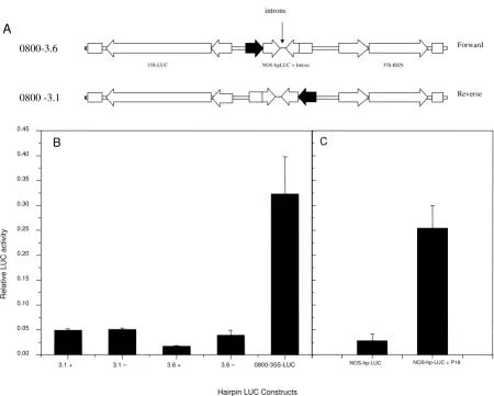 Figure 6Transient expression analysis of hairpin constructsTransient expression analysis of hairpin constructs