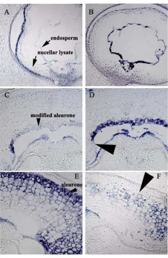 Figure 4Examples of gene expression patterns in developing wheat grainsExamples of gene expression patterns in developing wheat grains