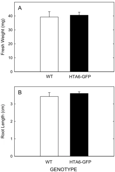 Figure 2are transgenic or non-transgenic for HTA6-GFP expression(A) Fresh weights and (B) root growth amounts of plants that (A) Fresh weights and (B) root growth amounts of plants that are transgenic or non-transgenic for HTA6-GFP expres-sion