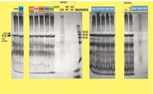 Figure 8in vitro Colors of boxes above lanes correspond to colors of boxes around cleared zones for those variants on plates in Figures 6 and Western blot of expressed proteins generated on the workcellWestern blot of in vitro expressed proteins generated 