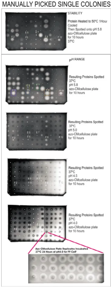Figure 2) (high activity variant F2MP is in row F and column 2), columns 4–6 from C12 (high activity variants are E5MP and F5MP), columns 7–9 from G2 (E7MP and F9MP), col-