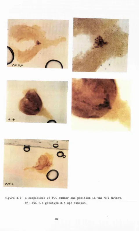 Figure 3.5 A comparison of PGC number and position In the V/V mutant. 