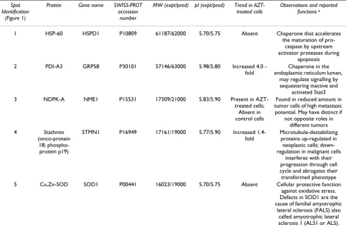 Table 1: Proteins differentially expressed in AZT-treated K562 cells.