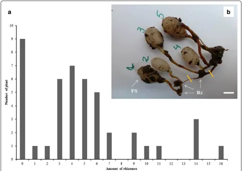 Fig. 2 Rhizome formation. a Frequency distribution of rhizome production in 45 plants after eight months growing under controlled conditions(See Methods)